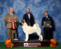#78 Sat BBX JUDGE William P Shelton