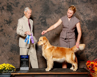 Golden Retriever #10 Sun BOW Nieman Mia and Lindsay Nieman Judge Joseph E Gregory