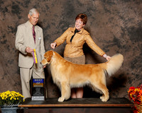 Golden Retriever #15 Sun BOB Abernathy Mike and Carol Judge Joseph E Gregory