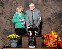 Chihuahua Long Coat #8 Sun NC WB Stokes Robiin Judge Carmen D Blankenship