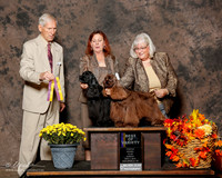 Cocker Spaniel #6 and 8 Sun BOV Miller Linda and Mary Napper Judge Joseph E Gregory
