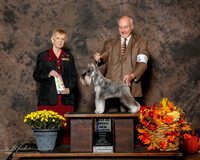 Miniature Schnauzer #5 Sun BOB Benson Carol and Carl Judge Annemarie Moore