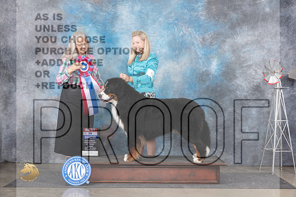 Bernese Mountain Dog #5 Fri BIS Judge Denise Dean__JP_5620_Amarillo_2024_HR3
