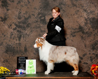 Australian Shepherd #5 Sun OH G2 Cove Cassandra M