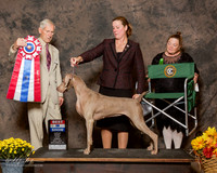Weimaraner #8 Sun BIS Saners Milant and P Ernst and G Thornton and M richard Agent Gerry L Thornton Judge Joseph Gregory