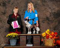 Chinese Crested #8 Sun OH G1 Ashpaugh Susan and Brad Judge Annemarie Moore