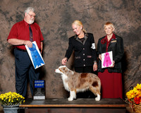Miniature American Shepherd #5 Sun G1 McAdams Jeanie Troyan and Dr Douglas McAdams Judge Steven Gladstone