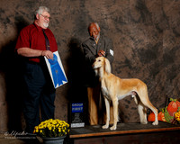 Saluki #5 Sun G1 Mueller Julie L and Eugene Blake Judge Steven Gladstone