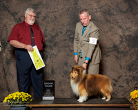 Shetland Sheepdog #5 Sun G3 Ennis sandi and Jamie Ennis Judge Steven Gladstone