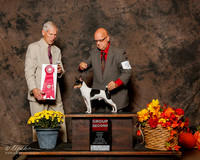 Toy Fox Terrier #5 Sun G2 Bellamy W Eugene Judge Joseph Gregory