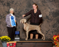 Weimaraner #8 Sun G1 Sanders Milant T and P Ernst and G Thornton and M Richard Agent Gerry Thornton Judge Gloria Kerr