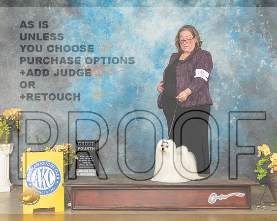 Maltese #5 Fri G4 Judge Betty Pollock-MMJ_9886-NWARK2022-HR3