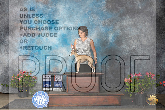 Italian Greyhound #20 Fri BOSMCH Judge Azalea Alvarez__JP_6165_San Antonio_2024_HR3