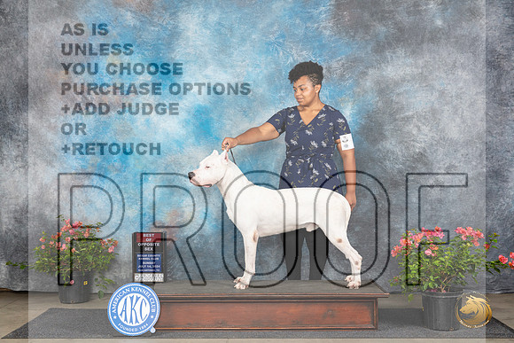Dogo Argentino #7 Sun BOS Judge Paul F Willhauck__JP_5775_San Antonio_2024_HR3