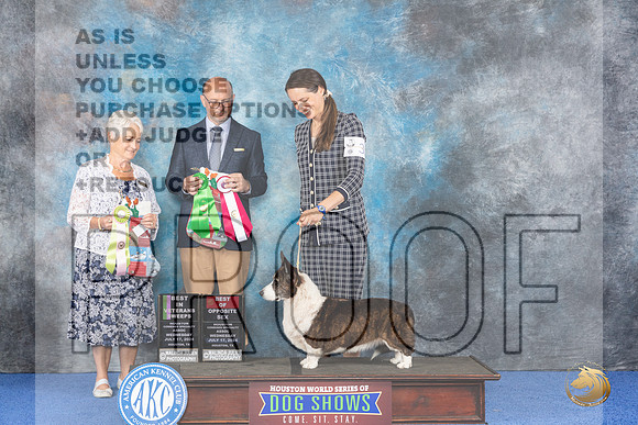 Cardigan Welsh Corgi #32 WED BVISw Judge Deborah Verdon BOP Judge Jamie Hubbard__JP_6714_Houston_2024_HR3