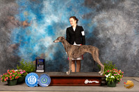 Greyhound #6 Sun BOBBOW Judge Michael Canalizo