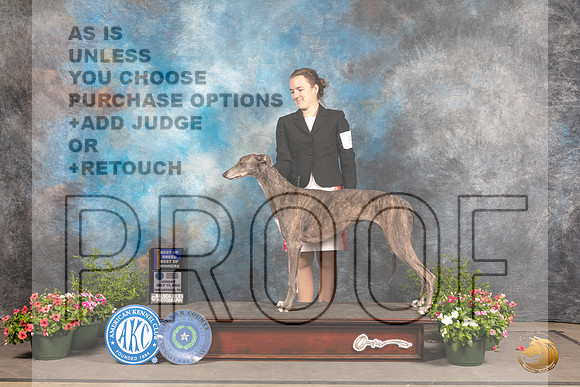 Greyhound #6 Sun BOBBOW Judge Michael Canalizo_MJ_0932_SA_2022_HR3