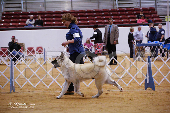 Akita-3576-GRJan14-HR