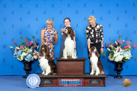 English Springer Spaniel #15 SUN CUSTOM