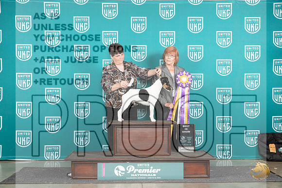 Smooth Fox Terrier # Judge Sharonn Griffin__JP_1931_Premier_2024_HR3