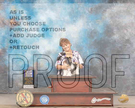 Biewer Terrier #7 Sun BOBBoWWD Judge Jim FehringMMJ_5754_Mdlnd2022_HR3