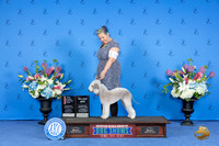 Bedlington Terrier #15 SAT BOS NGC M Judge Ann Yuhasz