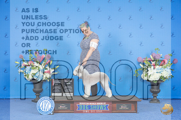 Bedlington Terrier #15 SAT BOS NGC M Judge Ann Yuhasz__JP_0002_Houston_2024_HR3