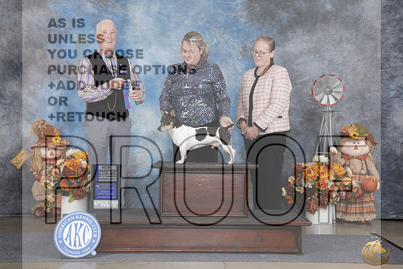 Teddy Roosevelt Terrier #11 Fri BOW NCH M Judge Steve Keating_WP_0049e_Amarillo 2026