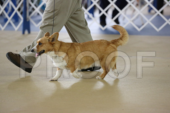 Corgi-2351-HR