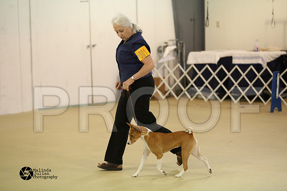 Basenji-0387-HtoJan14-HR