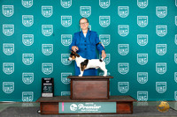 Teddy Roosevelt Terrier #1014 Sun BOB Judge Stephanie Mueller
