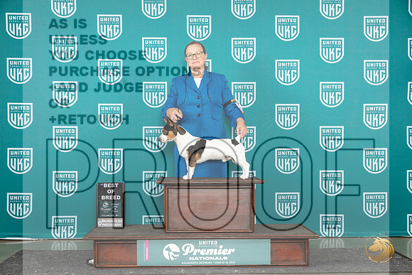 Teddy Roosevelt Terrier #1014 Sun BOB Judge Stephanie Mueller__JP_3258_Premier_2024_HR3