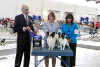 Papillon #7 Fri BOW SChmidt JEanie and Paula Cox Judge R Hutton +A1