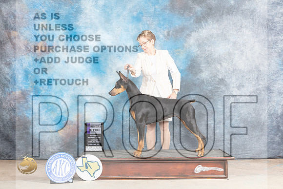 Doberman Pinscher #14 Sun WB Judge Gary AndersenMJP_1532_Abilene_2023_HR3
