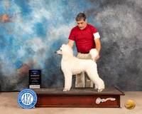 Poodle Std #15 Sat WDBOW Judge Gloria Kerr