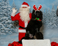 Poodle Standard #? Sun S1 Santa