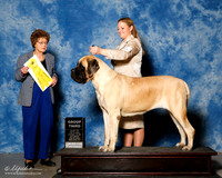 Mastiff #6 Sat G3 Lambden Jennifer Dolly Moore Susan Wheeler Agetn Holly Leftwich Judge PAtricia Trotter
