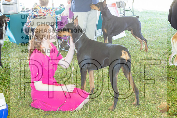 Doberman Pinscher Ring Fri_JJL_2157_Premier_2024_HR3