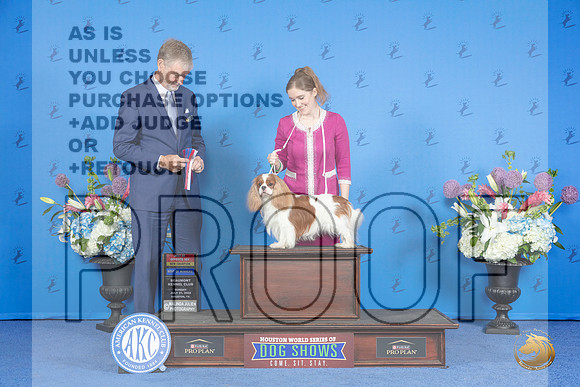 Cavalier King Charles Spaniel #7 SUN WD BOW BOS NC Judge Wood Wornall r__JP_0466_Houston_2024_HR3