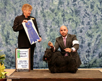 Scottish Terrier #5 Fri G1 CHANGE WINBOARD Kelli & David Edell Agent Jesus Moreno Judge Letitia Bett HR ABilene May 2013
