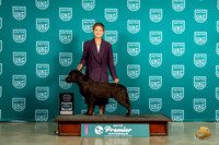 Labrador Retriever #1454 Sun 2d Judge Matthew Proctor