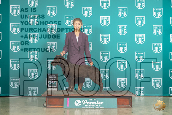 Labrador Retriever #1454 Sun 2d Judge Matthew ProctorMJP_6034_Premier2023_HR3