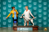 Dalmatian #105 Fri G1 Judge Patricia Till