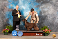 Field Spaniel #J751 Fri BJr Judge John Booth