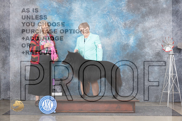 Belgian Sheepdog #5 Fri OHG1 Judge Denise Dean__JP_5656_Amarillo_2024_HR3