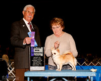 Chihuahua Long Coat #6 Sat WB Maj Roson Becky Judge Charles Trotter