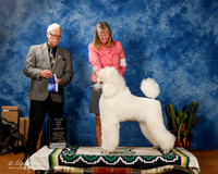Poodle Standard #6 Sat BOW Maj +A1