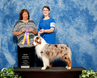 Australian Shepherd #252 Sun NGC Heidi Mobley Judge Anna Baughn