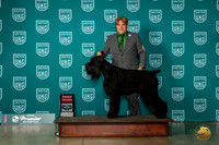 Giant Schnauzer #1317 Fri G2 Judge Donna Beadle