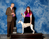 Whippet #16 Sat BOS Maj Granville Nickie and Rachel Judge Jon Cole